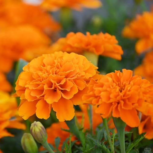 Semi di calendula resistente - tappezzante decorativa per balcone vecchie varietà 30pcs