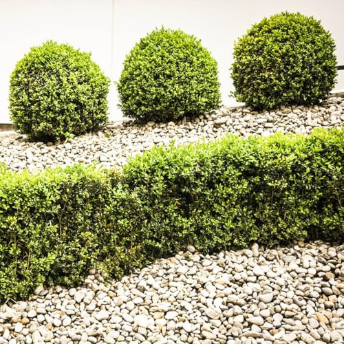 ligustro, semi di ligustro verdi, da appartamento da giardino arbusti resistenti mini giardino rialzato interno resistenti decorazione 300semi