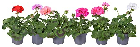 Geranios | Pack 6 Flores | DECOALIVE | Plantas Naturales para Terraza y Jardín