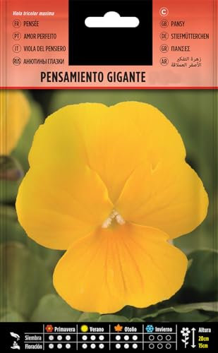 Pensamiento Sobre de Semillas de Viola Gigante o Pensamiento Grande