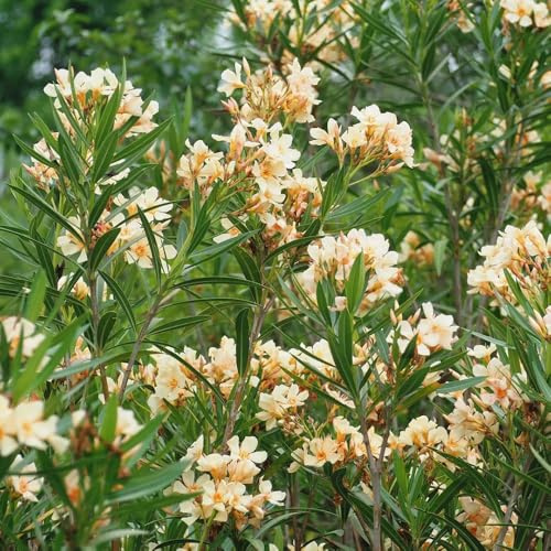 Semillas de adelfa, de jardín semillas de adelfa nerium exóticas resistentes 5pcs