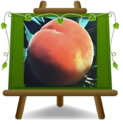 Melocotones de carne amarilla O'Henry - Planta frutal puerta injerto franco en maceta 26 - árbol máximo 200 cm - 4 años