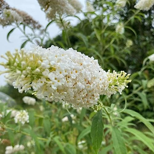 Buddleja davidii - decorazione interni semi autunno giardino perenni resistenti, 85pcs