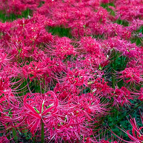 lirio araña, lirio de sangre - de otoño, resistentes, con Lycoris radiata sostenibles temprana rizoma decoración jardín en 4bulbos