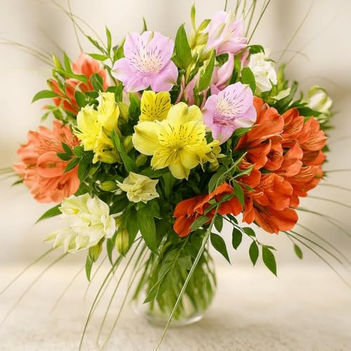 Blütenpracht Bunter Blumenstrauß mit 15 verzweigten Alstromerien | Überraschung, Geburtstag, inklusive Grußkarte