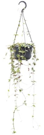 Ceropegia Linearis Remy - 28-38cm - Ø14cm - Plante d'intérieur - Vert persistant