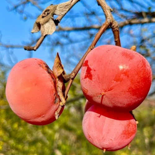 kakibaum säulenobst balkonpflanzen pflanzenkübel obstbäume deko büro spalierobst topfpflanzen draußen winterhart steingartenpflanzen hochbeet balkon dekopflanzen bonsai topf kaki 30samen