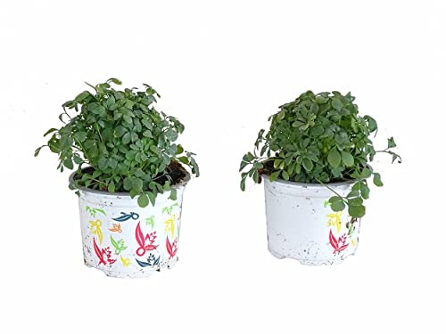 DECOALIVE Ruda Planta Natural - Pack de 2 Plantas de Rudas - Ruta Graveolens