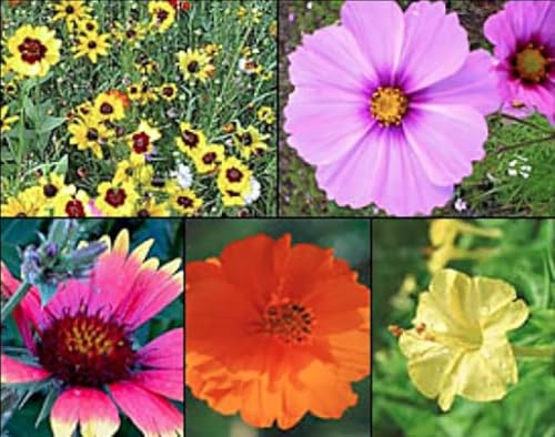 Florida, Gulf Coast and Puerto Rico Wildflower Seed Mix - Annuals, Perennial Seeds