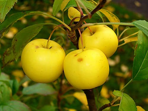 Holzapfel Malus sylvestris Pflanze 25-30cm Wildapfel Krabapfel Apfelbaum Apfel
