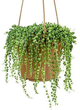 Seeds - Perle Senecio Rowleyanus - Semi Perla Chlorophytum - Pianta succulente, piante in vaso anti-radiazioni, 50 pezzi