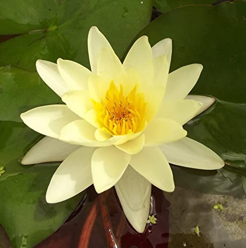 Teichpflanzen Seerosen : Nymphaea Seerose  Marliacea Chromatella  winterhart Pflanztiefe bis 150 cm