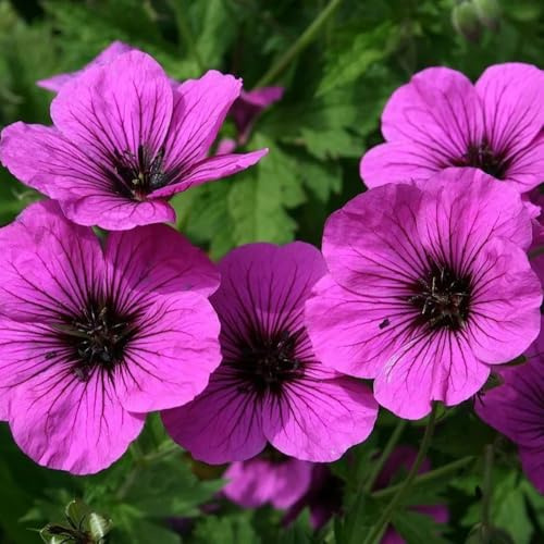 Semi di Geranio, serre da balcone Geranio wilfordii, autunnali da giardino roccioso resistenti per gli ospiti con 600pcs