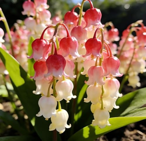 Rizomas de lirio de los valles, de bajo mantenimiento, de crecimiento sorprendentemente rápido, perenne resistente y aptos para decoración de jardines de interior y exterior-25 root-C