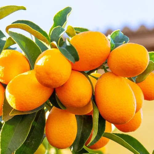 Orangenbaum samen、 pflanzensamen、Dekorative Pflanzen bäumchen für garten、baumsamen schattenpflanzen winterhart、schnell wachsender säulenobstbäume、geschenke für gartenliebhaber bonsai 200pcs