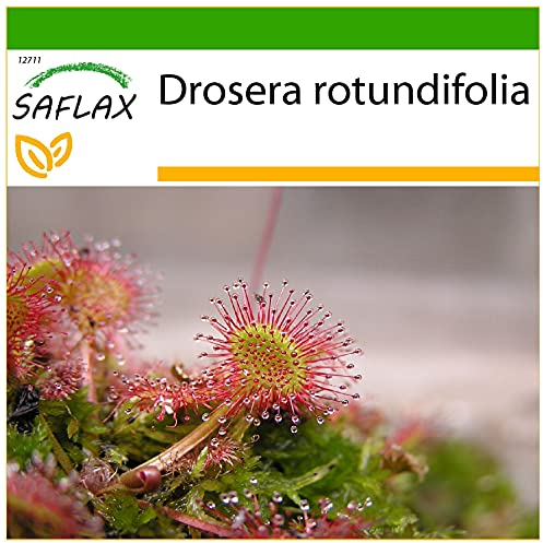 SAFLAX - Rosolida - 50 semi - Con substrato - Drosera rotundifolia
