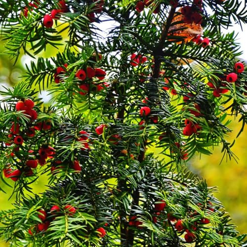 semi di tasso Taxus baccata, crescita da giardino perenni resistenti baumsamen sempreverdi 300pcs