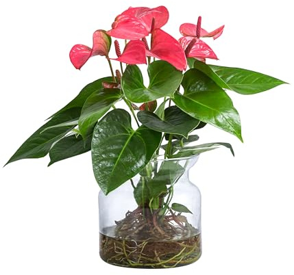 Dehner Waterplant Flamingoblume, im Glas, rosa, Ø 16 cm, Höhe 35 cm | Anthurium Rosa Champion, Wasserpflanze, pflegeleichte Zimmerpflanze, für halbschattige bis schattige Standorte