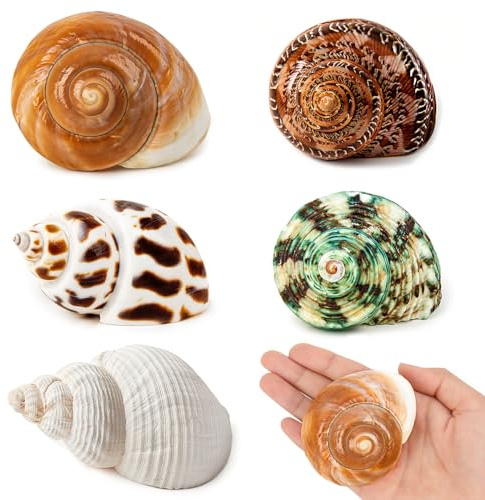 5 STK Mittlere und Große Einsiedlerkrebs-Schalen, Öffnungsgröße 3.5-5 CM | Natürliche Meeresmuschel Größe 5,5-9 CM für Einsiedlerkrebs-Zubehör und Stranddekoration