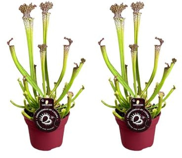 Sarracenia Farnhamii Karnivorenpflanzen mit Kulturtopf, Exotische Fleischfressende Zimmerpflanzen, Schlauchpflanze Dekoration, Tropische Grünpflanzen, Grün Rot, 2 Stück, Ø12cm, Höhe 40cm