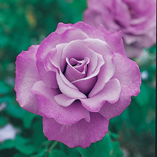 BRECK'S - Angel Face Dormant Bare Root Floribunda Rose, Includes one Plant per Order