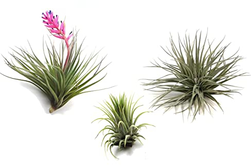 Plant in a Box - Tillandsia mélange de plantes - Set de 3 - Plantes aériennes vraies - Plantes d'ambiance - Plantes d'intérieur - Hauteur 5-15cm