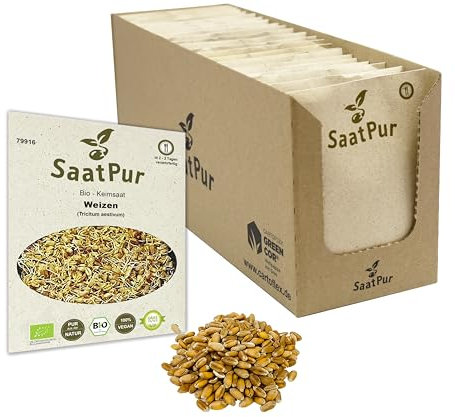 Weizen BIO Keimsprossen von SaatPur - Keimsaat für Sprossen - Großes Tray mit 40 Portionstüten je 75g