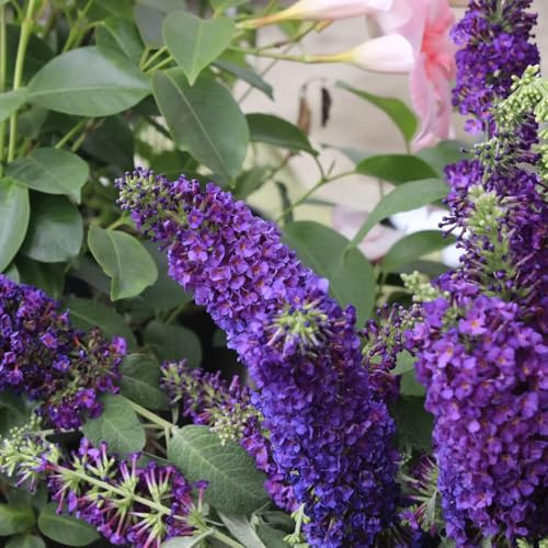 Schmetterlingsflieder, für sonnige plätze blühende sträucher winterhart schnell wachsende sträucher wildblumensamen exotische gartendeko für draußen 550Samen