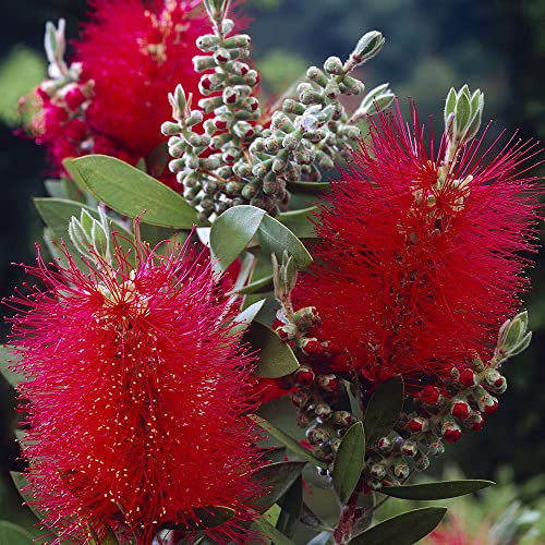 Callistemon citrinus Splendens - Crimson Bottlebrush - Plant in 9 cm Pot