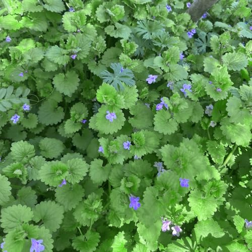 semillas de hiedra terrestre,cultivo de semillas,de jardín,decorativas Semillas de medicinales,semillas de,regalos inusuales.250pcs