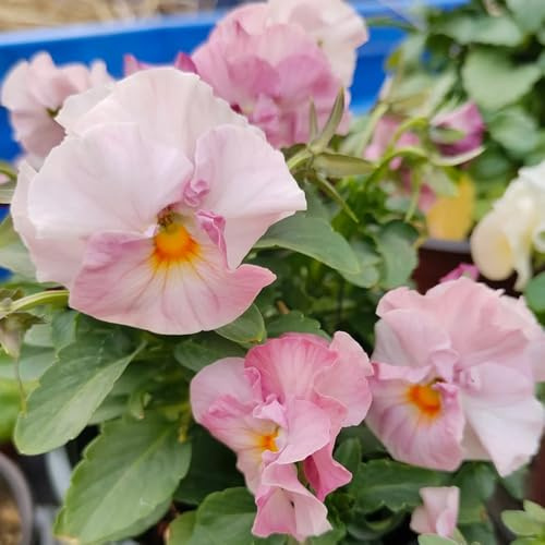 Semi di violetta cornuta, semi esotici Viola cornuta, resistenti per balconi da giardino resistenti perenni rare semi di copertura del terreno vecchie 100pcs