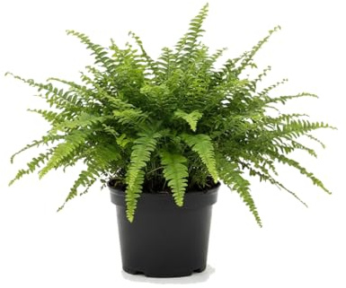 DECOALIVE Planta Decorativa Helecho de Boston Nephrolepis Exaltata 12 cm de Diámetro para Hogar con Luz Indirecta