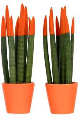 Plant in a Box - Sansevieria Cilindrica - Tocco Vellutato - Set da 2 - Pianta d'Interni - Facile da Cura - Vaso 9cm - Altezza 20-40cm