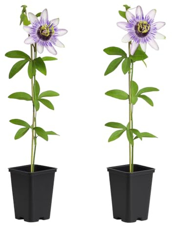 Exotenherz Kletterpflanzen - Passionsblume - Passiflora Damsels Delight - 2er Set - 11cm Topf