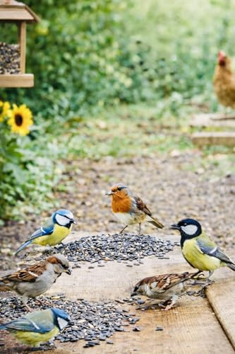 Graines de Tournesol Entières pour Oiseaux du Jardin & Basse-Cour, Alimentation Animale, Sac de 2,8 kg / 4,6 kg / 15 kg, Origine France MGI Développement (4,6KG)