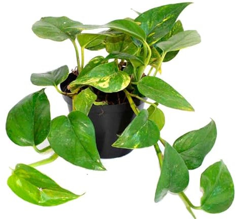 Epipremnum aureum Scindapsus pictus - Pianta viva in marmo verde, in vaso da 12 cm