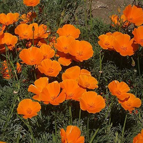 puran 100 Pièces/Sac Graines D'Eschscholzia Pour La Plantation, Bonne Récolte Annuelle Graines De Fleurs De Jardin De Bonsaï Orange Pour La Maison Graines de pavot de Californie