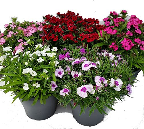 Clavel - Pack 5 Plantas - Dianthus Chinensis o Clavel Chino - Flores de Colores