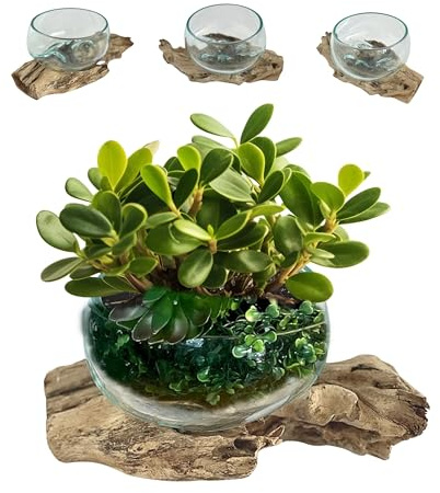 Bellaa 24177 Farmhouse Hand Blown Molten Glass Bowl On Wood Sculptures Planter Terrarium Fish Unique Gift Trinket Box Jewelry Stash Candy Trinket Storage Vase Jar Candy