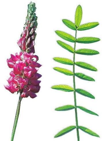 Semi Fiori per Api - Semi di Lupinella (Onobrychis viciifolia) 1 kg – Pianta Mellifera e Foraggera – Sementi per Api, Pascolo e Terreni Poveri – Fioritura Ricca di Nettare