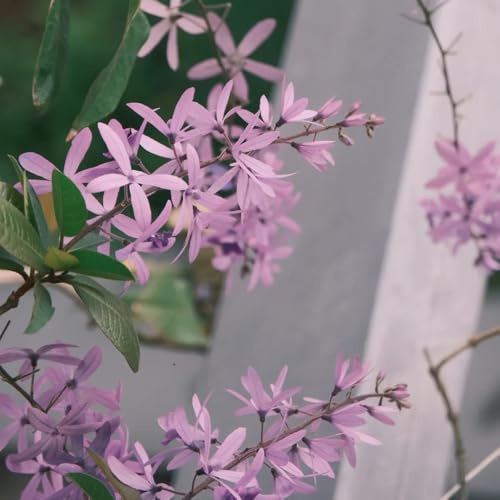 Semi di Petrea volubilis, resistenti all'esterno, ombra biologici aiuola, decorative vite selvatici, balcone, 125pcs