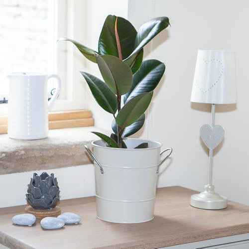 YouGarden Rubber Plant In 12cm Pot, Indoor Ficus Elastica Plant For Home, Office and Conservatory, Easy To Grow Glossy Green Tropical EverGreen Houseplant, Ready To Display Indoor Tree