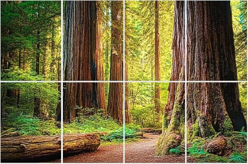 8 Pack Art Acoustic Panels redwood national park sequoiass pictures Soundproof Wall Panels, 32x48 Decorative Sound Absorbing Panels, Acoustic Treatment for Home, Office
