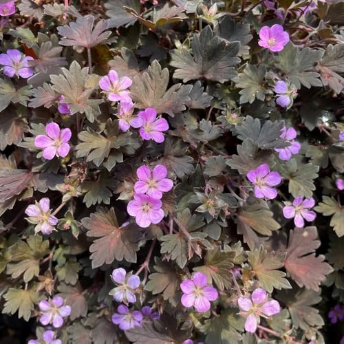 semi di geranio - da giardino rampicante rara in vaso tappezzanti rialzata biologiche da esterno recisi balcone giardino balcone 55pcs