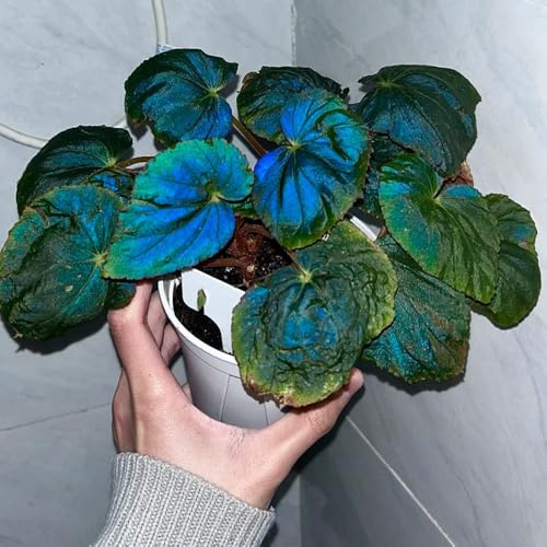 semillas de begonia Variedades antiguas y resistentes invernaderos balcón jardín Decoraciones exteriores tapizantes en, parterre elevado extraño 300pcs