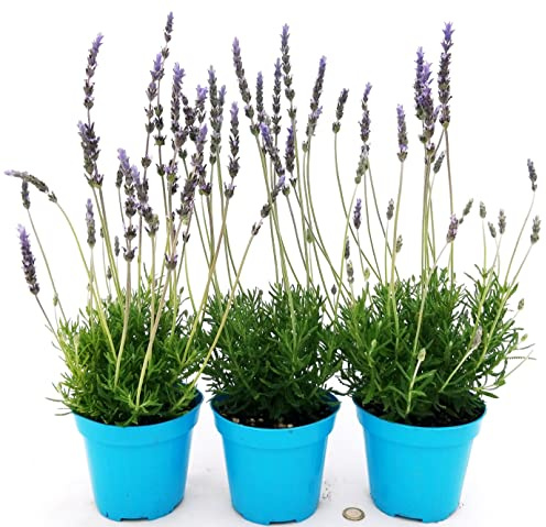 POWERS TO FLOWERS - LAVANDA INGLESE 3 PIANTE, VASO 14CM, piante vere