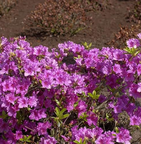 Japanische Azalee Blaue Donau 30-40cm - Rhododendron obtusum - Zwerg Alpenrose - lebende Gartenpflanze aus den Baumschulen