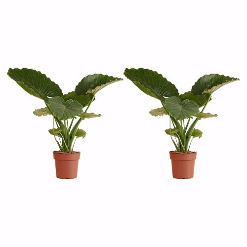 Bloomique - Alocasia Gageana California - Oreille d'éléphant - Plante d'intérieur - Purificateur d'air - Hauteur 60-80 cm - Pot de 21 cm