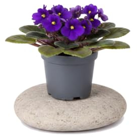 DECOALIVE Violeta de África con Flor Saintpaulia Ionantha Maceta de 12 cm de Diámetro Altura 20 cm para Oficina
