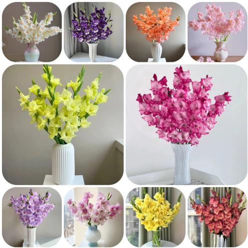 bulbi di gladioli in vaso giardino decorazione balcone rizoma 12pcs